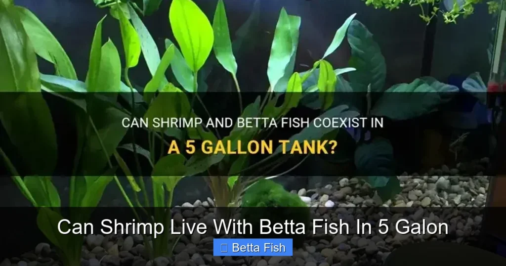 Can Shrimp Live With Betta Fish In 5 Galon