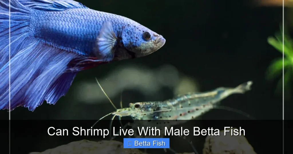 Can Shrimp Live With Male Betta Fish