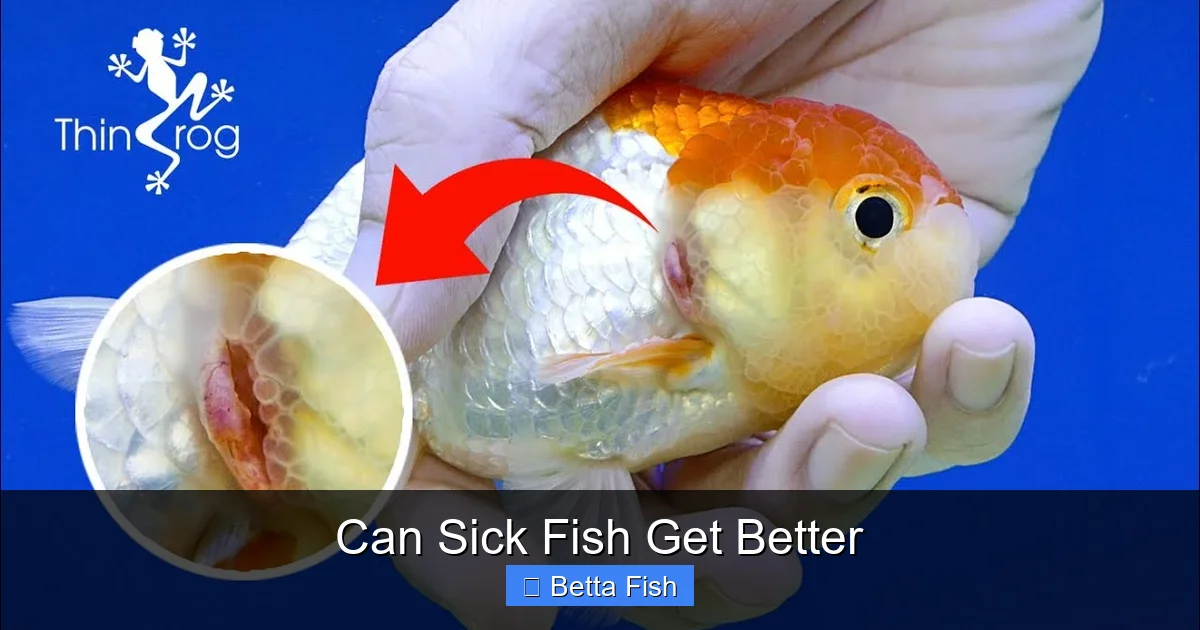 Can Sick Fish Get Better