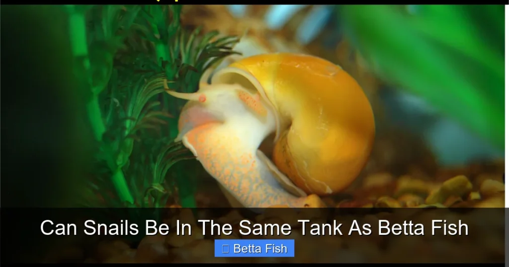 Can Snails Be In The Same Tank As Betta Fish