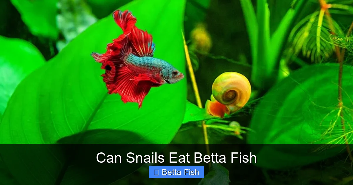 Can Snails Eat Betta Fish