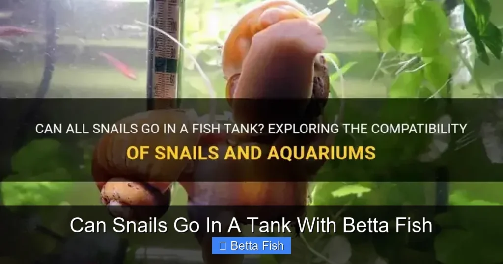 Can Snails Go In A Tank With Betta Fish