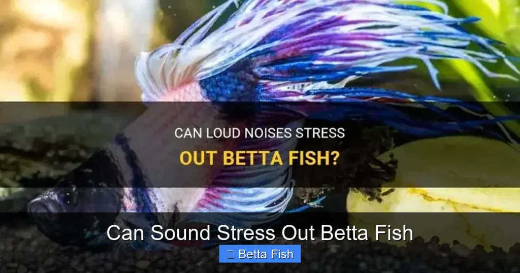 Can Sound Stress Out Betta Fish