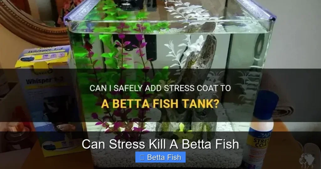 Can Stress Kill A Betta Fish
