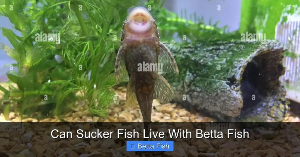 Can Sucker Fish Live With Betta Fish