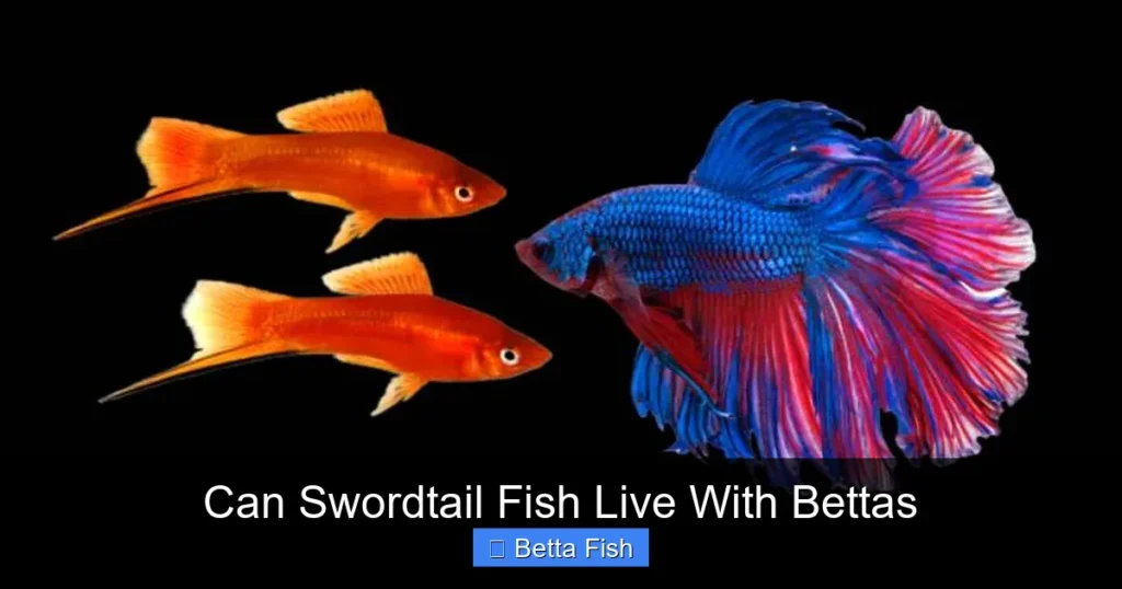 Can Swordtail Fish Live With Bettas