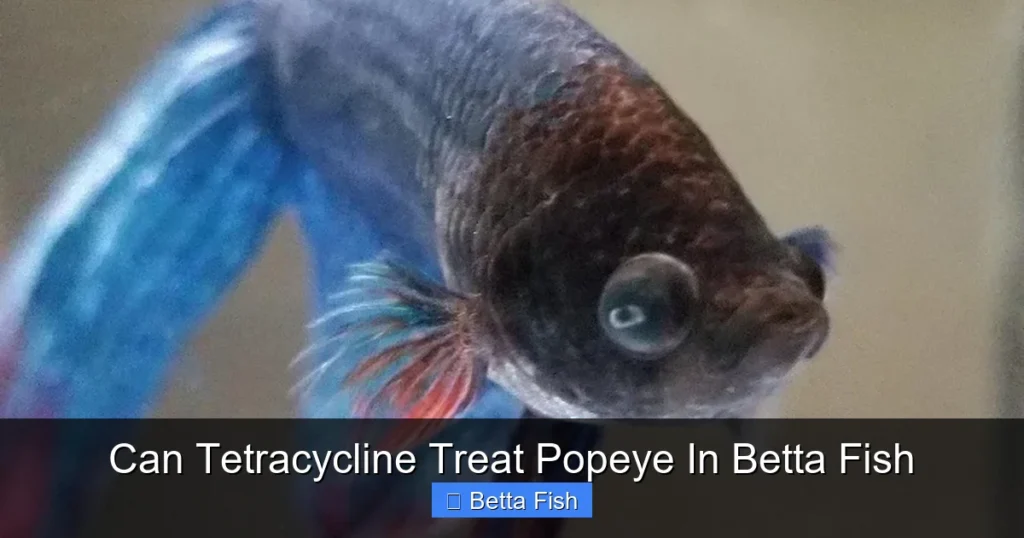 Can Tetracycline Treat Popeye In Betta Fish