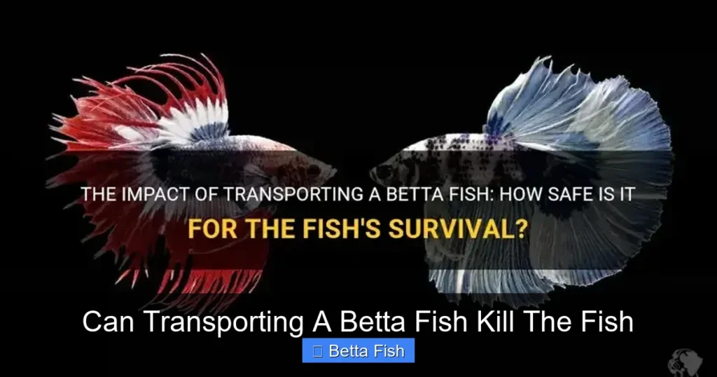 Can Transporting A Betta Fish Kill The Fish