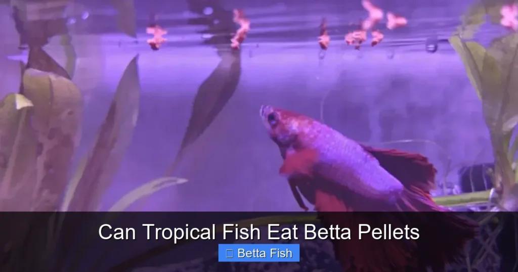 Can Tropical Fish Eat Betta Pellets
