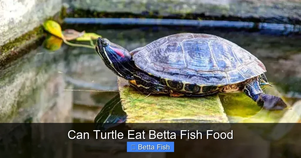 Can Turtle Eat Betta Fish Food