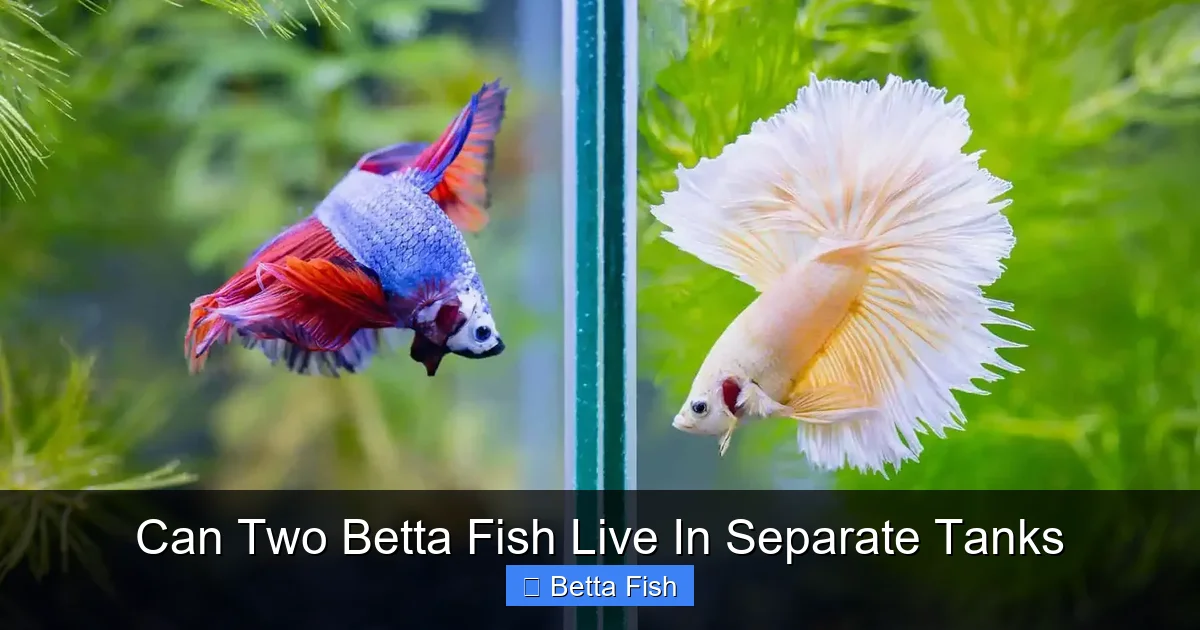 Can Two Betta Fish Live In Separate Tanks