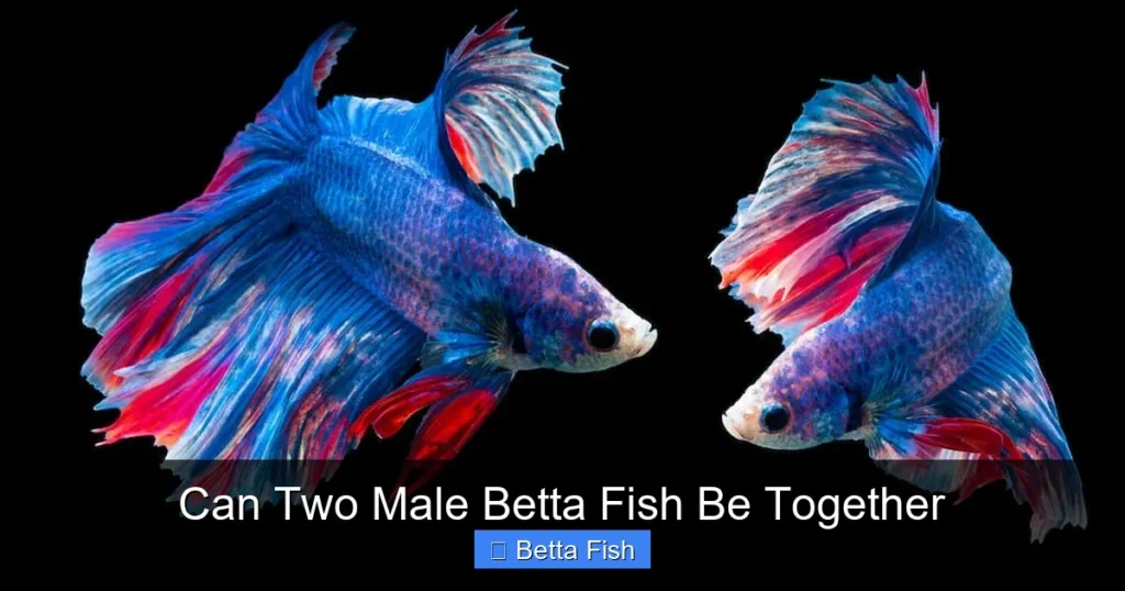 Can Two Male Betta Fish Be Together