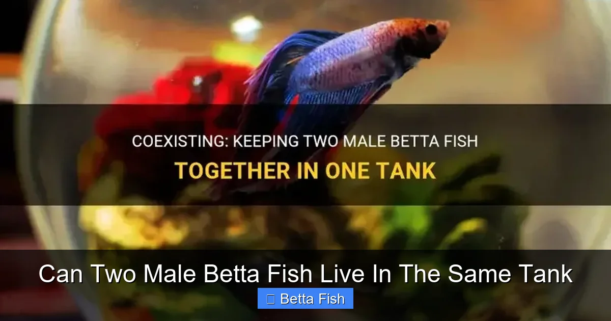 Can Two Male Betta Fish Live In The Same Tank
