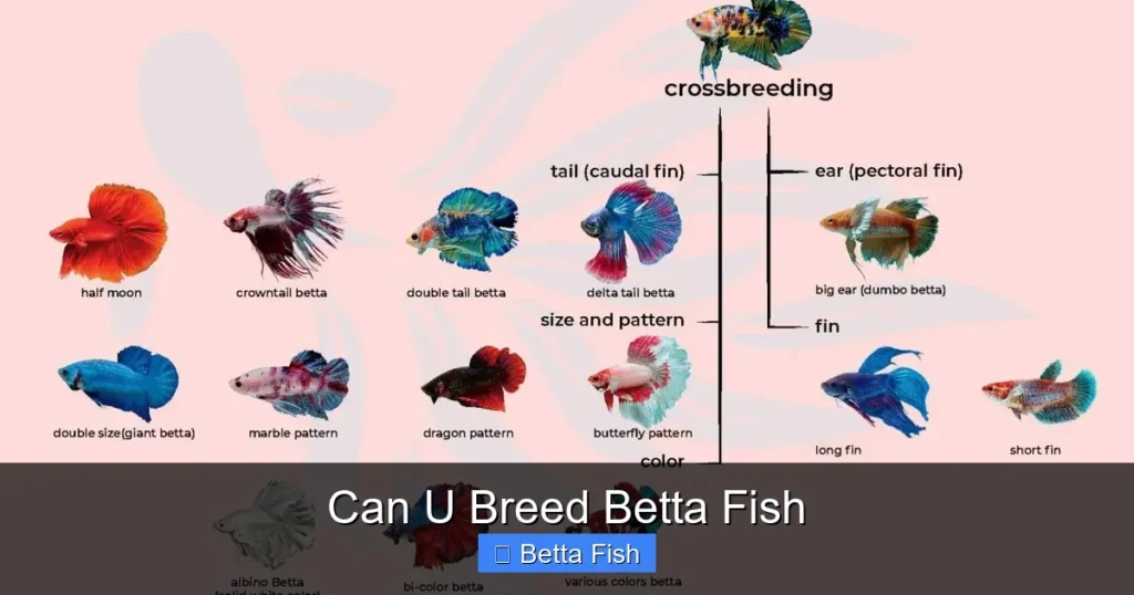 Can U Breed Betta Fish