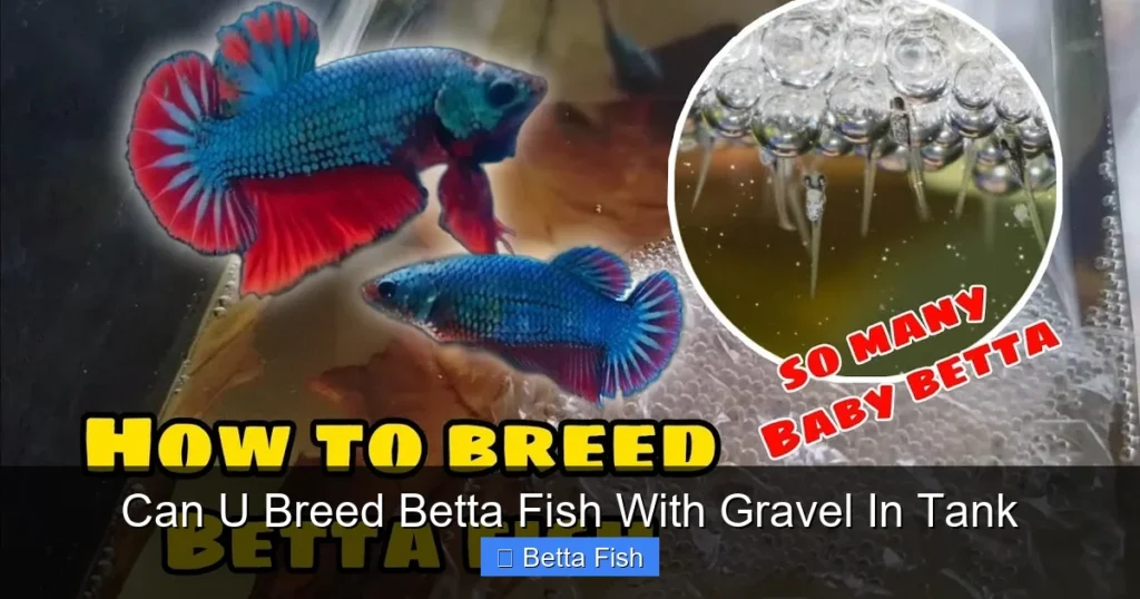 Can U Breed Betta Fish With Gravel In Tank