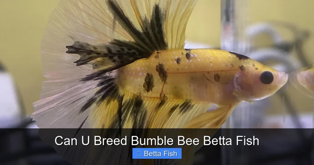 Can U Breed Bumble Bee Betta Fish