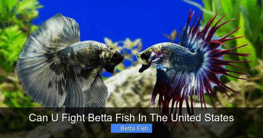Can U Fight Betta Fish In The United States