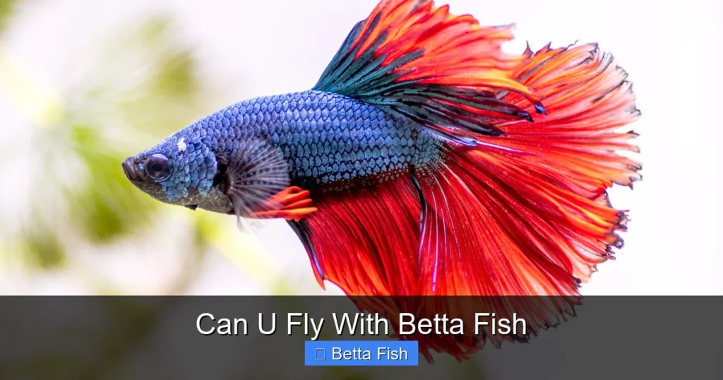 Can U Fly With Betta Fish