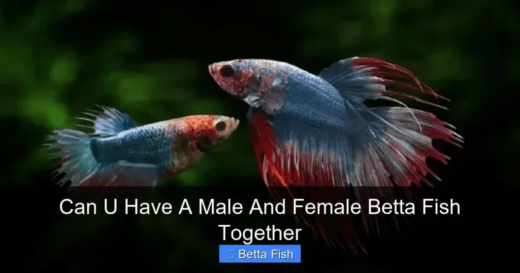 Can U Have A Male And Female Betta Fish Together