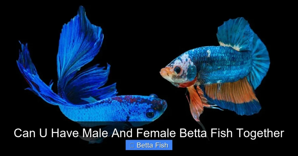Can U Have Male And Female Betta Fish Together