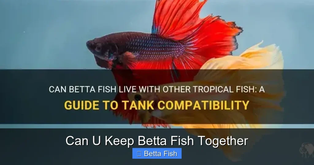 Can U Keep Betta Fish Together