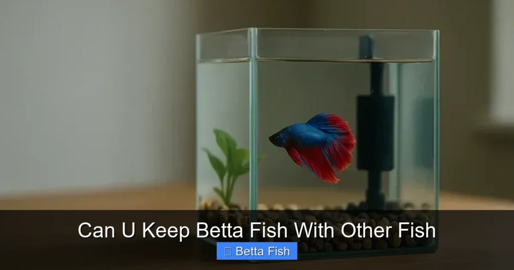 Can U Keep Betta Fish With Other Fish