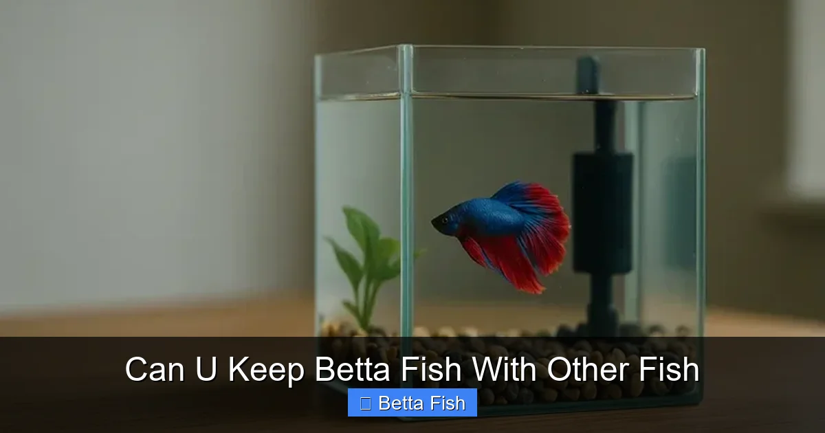 Can U Keep Betta Fish With Other Fish