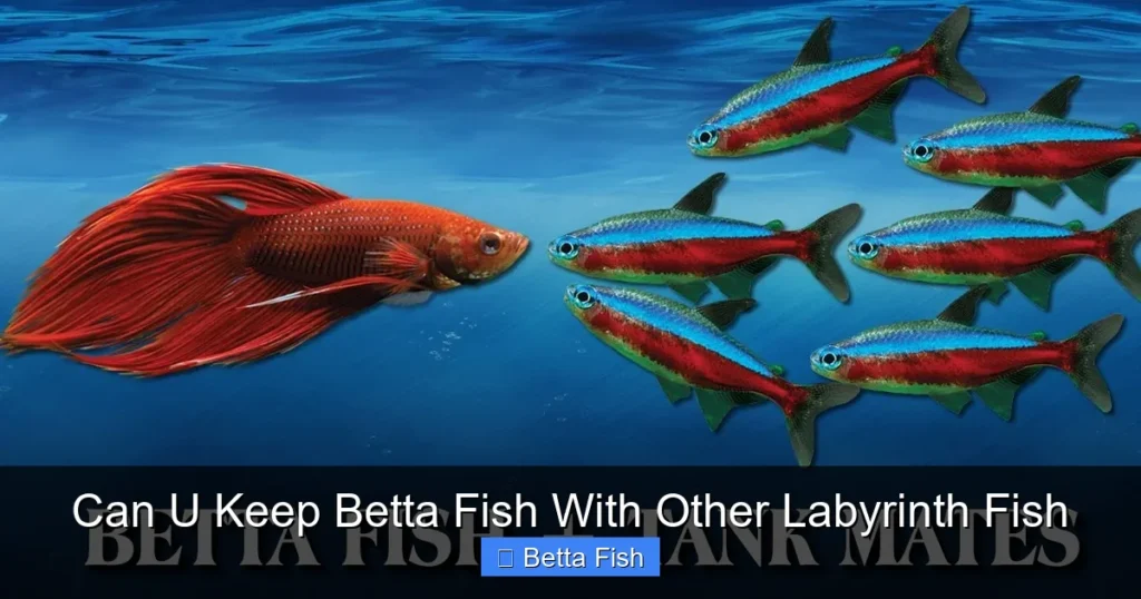 Can U Keep Betta Fish With Other Labyrinth Fish