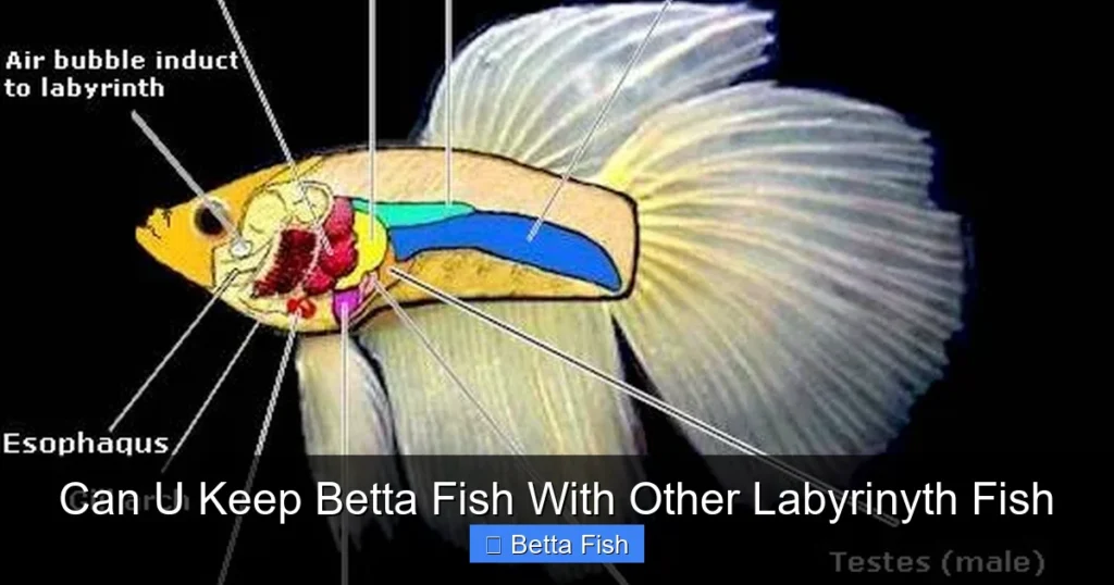 Can U Keep Betta Fish With Other Labyrinyth Fish