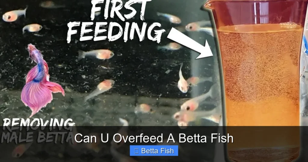 Can U Overfeed A Betta Fish