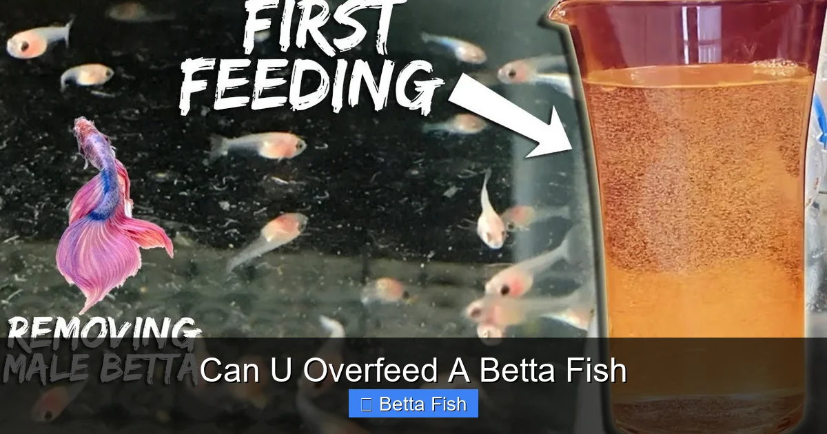 Can U Overfeed A Betta Fish