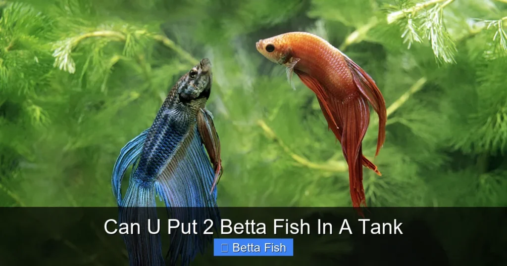 Can U Put 2 Betta Fish In A Tank