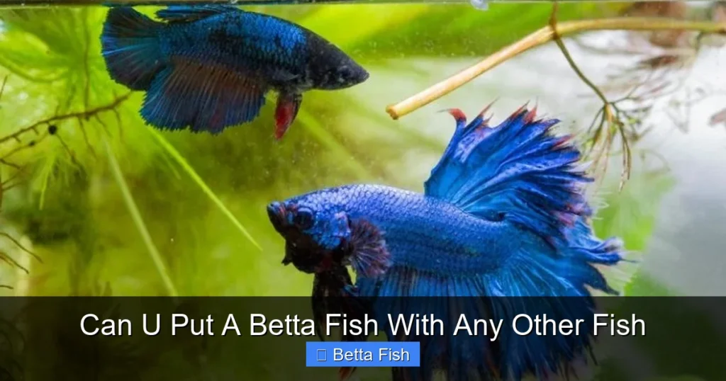 Can U Put A Betta Fish With Any Other Fish