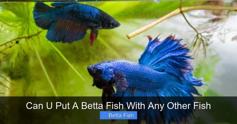 Can U Put A Betta Fish With Any Other Fish