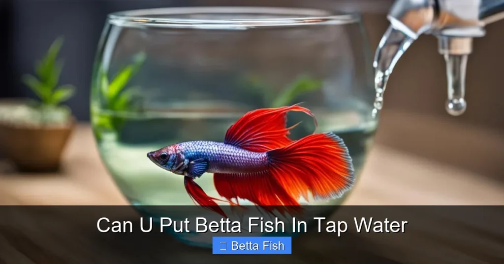 Can U Put Betta Fish In Tap Water