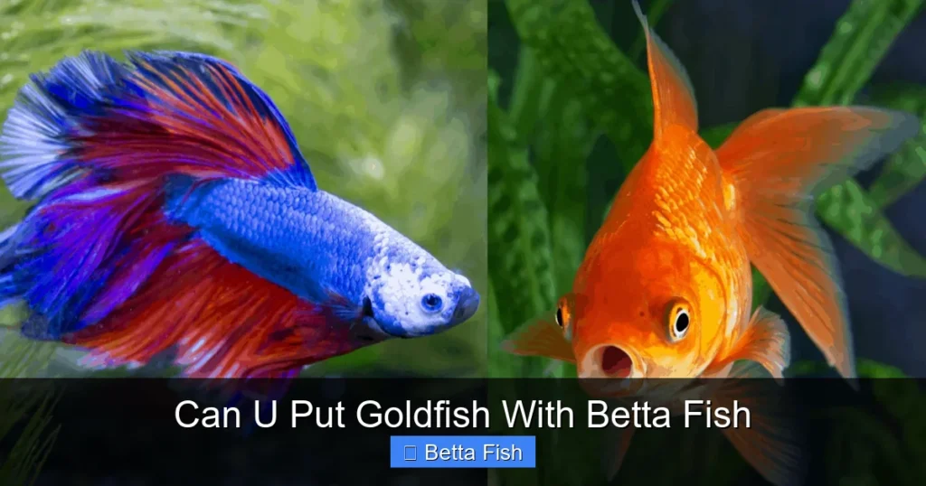 Can U Put Goldfish With Betta Fish