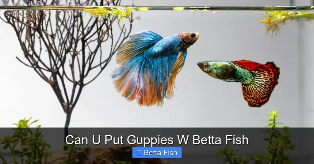 Can U Put Guppies W Betta Fish