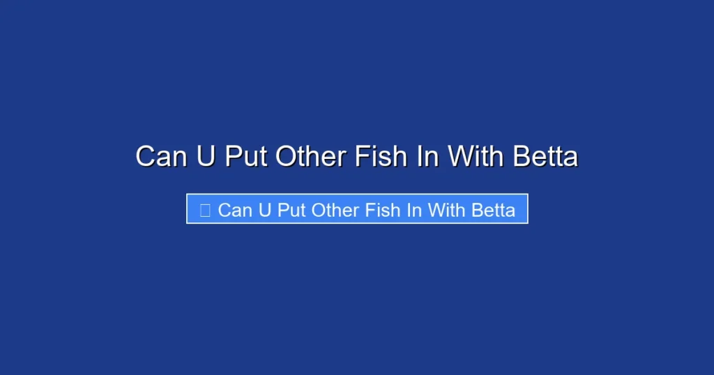Can U Put Other Fish In With Betta