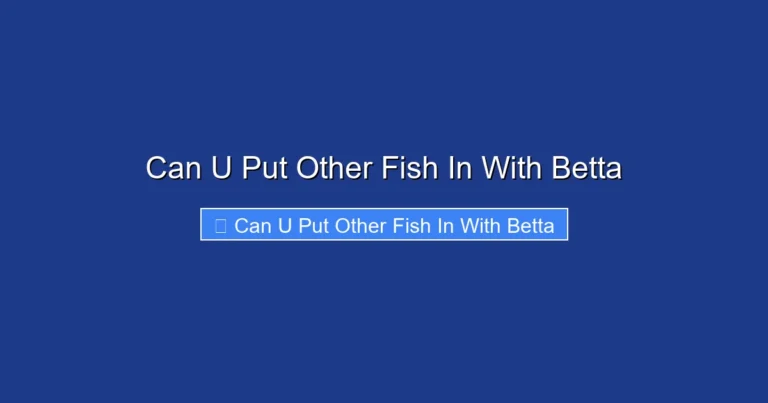Can U Put Other Fish In With Betta