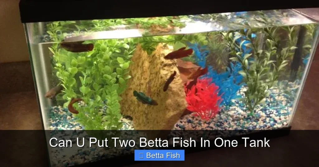 Can U Put Two Betta Fish In One Tank