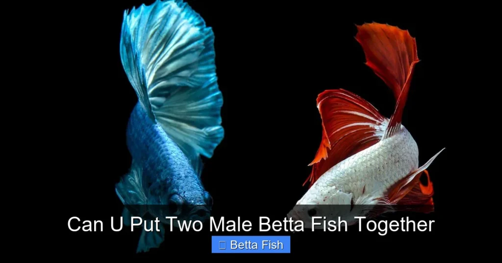 Can U Put Two Male Betta Fish Together