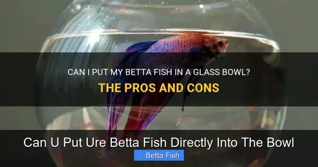 Can U Put Ure Betta Fish Directly Into The Bowl