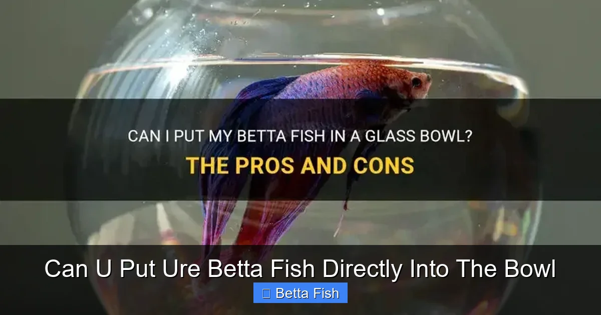 Can U Put Ure Betta Fish Directly Into The Bowl