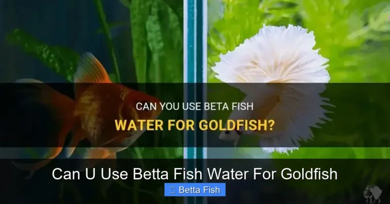 Can U Use Betta Fish Water For Goldfish