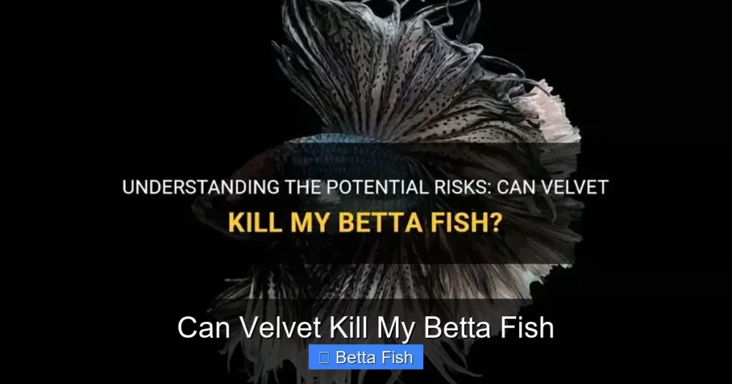 Can Velvet Kill My Betta Fish