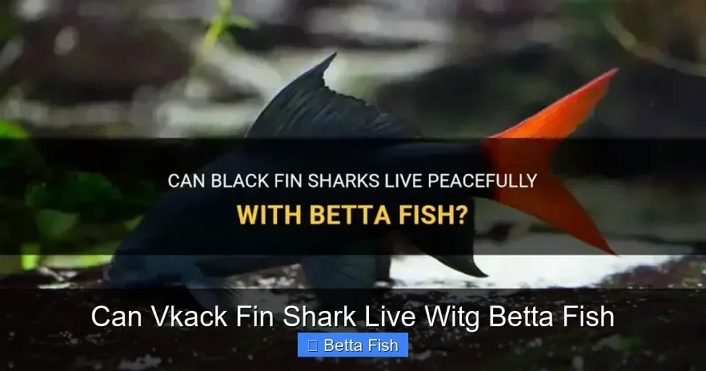 Can Vkack Fin Shark Live Witg Betta Fish