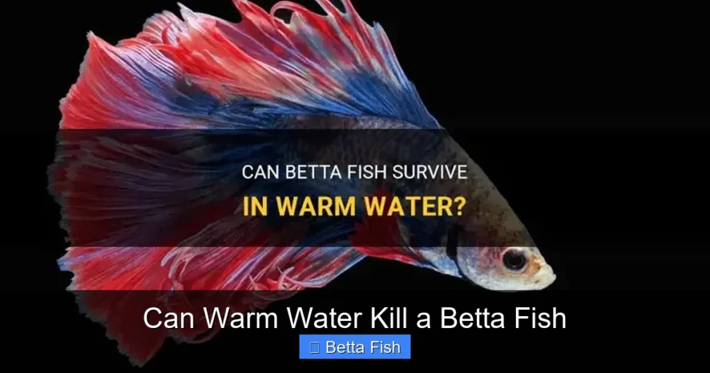 Can Warm Water Kill a Betta Fish