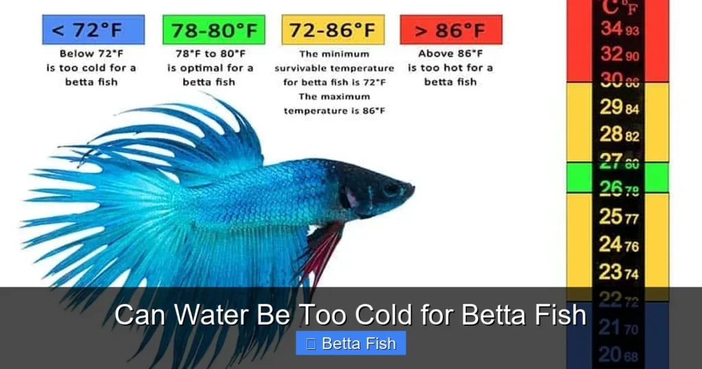 Can Water Be Too Cold for Betta Fish