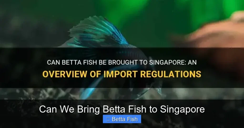 Can We Bring Betta Fish to Singapore