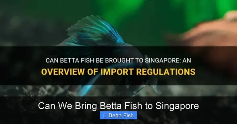 Can We Bring Betta Fish to Singapore